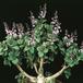 Plectranthus oertendahlii-2619