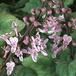 Plectranthus oertendahlii SIf