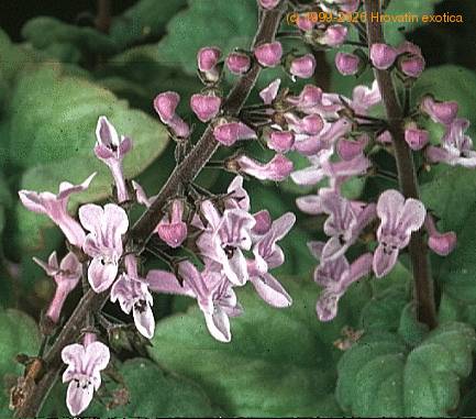 Plectranthus oertendahlii SIf