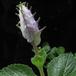 Plectranthus oertendahlii-SIf1