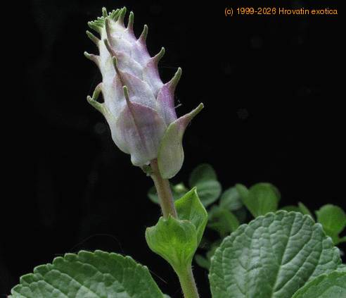 Plectranthus oertendahlii-SIf1