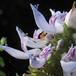 Plectranthus oertendahlii-SIf2