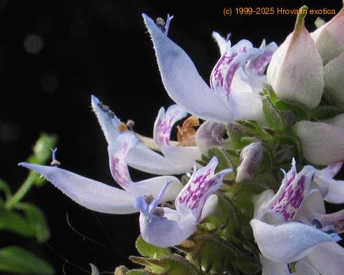Plectranthus oertendahlii-SIf2