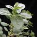Plectranthus oertendahlii-SIl