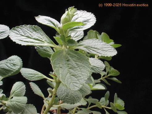 Plectranthus oertendahlii-SIl