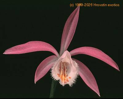 pleione-1774