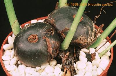 pleione-bulbe-17750