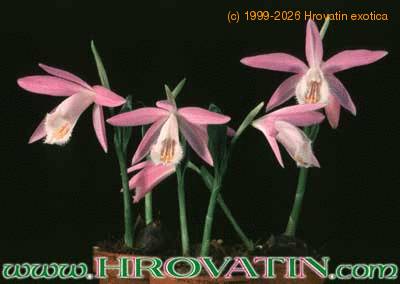 Pleione bulbocodioides 1773