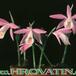 Pleione bulbocodioides 1773