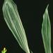 Pleione bulbocodioides leaf 1775