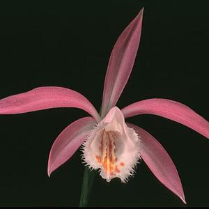Pleione bulbocodioides