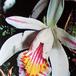Pleione sp species flower Pleione sp k