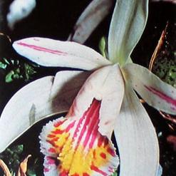 Pleione species