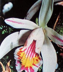 Pleione species