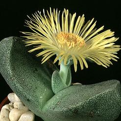 Pleiospilos archeri