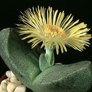 Pleiospilos archeri