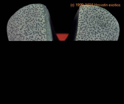 Pleiospilos bolusii 1503
