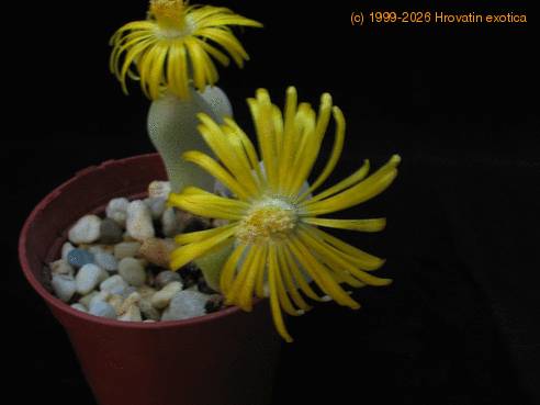 Pleiospilos bolusii 3