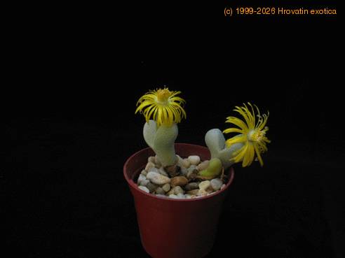 Pleiospilos bolusii 4