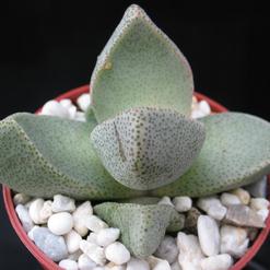 Pleiospilos bolusii