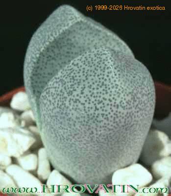 Pleiospilos bolusii leaf 1504