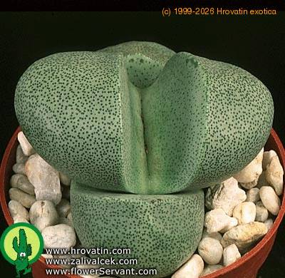 Pleiospilos nelii 1575