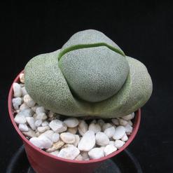 Pleiospilos nelii