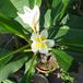 Plumeria cvet