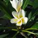 Plumeria flower