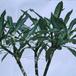 Plumeria obtusa 1841