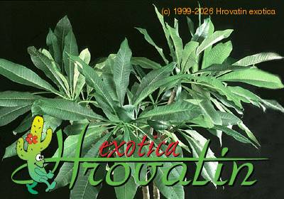 Plumeria obtusa 1841