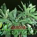 Plumeria obtusa 1841