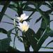 Plumeria obtusa 1842