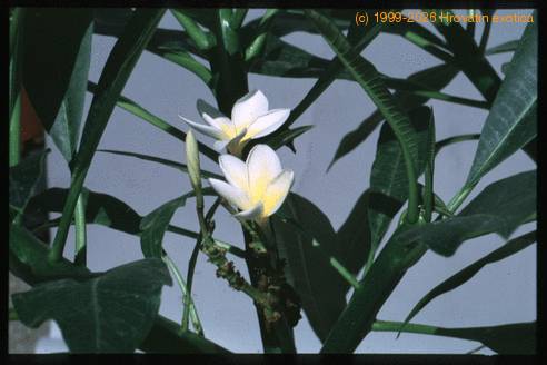 Plumeria obtusa 1842