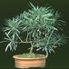 Podocarpus 2617