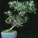 Podocarpus