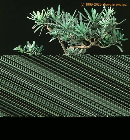Podocarpus