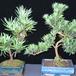 Podocarpus bonsai primerjava