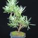Podocarpus bonsai sirokolistni