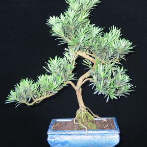 Podocarpus