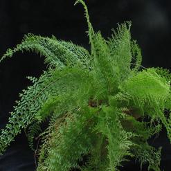Polystichum_sp