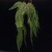 Polystichum sp-SIb
