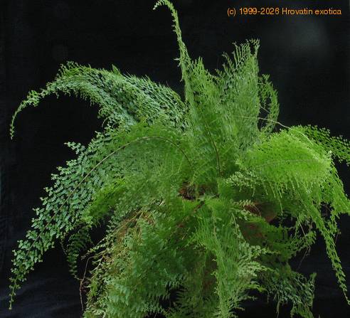 Polystichum sp SIb