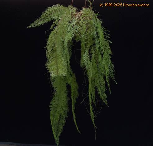 Polystichum sp-SIb
