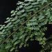 Polystichum sp SIl