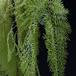 Polystichum sp-SIl