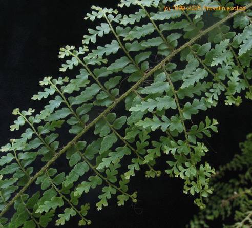 Polystichum sp SIl