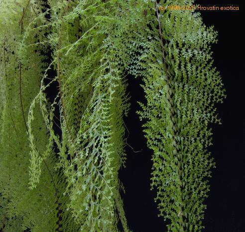 Polystichum sp-SIl
