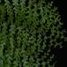 Polystichum sp-SIl2