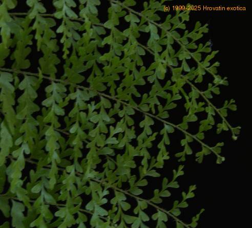 Polystichum sp-SIl2